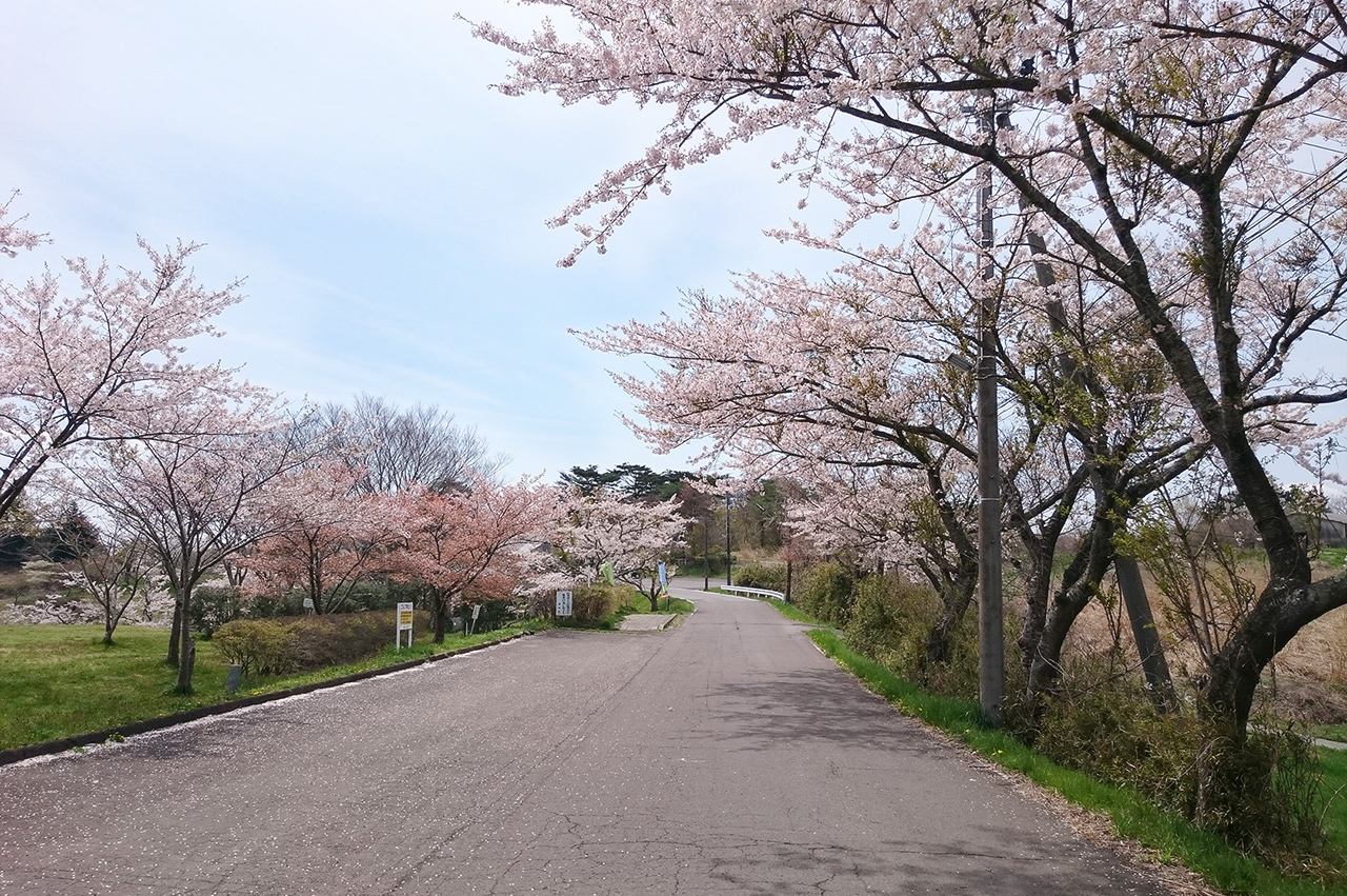 箟岳山　写真10　石仏広場　桜並木