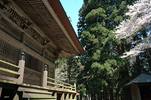 箟峯寺　桜