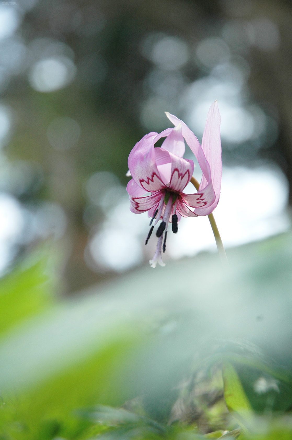 カタクリの花