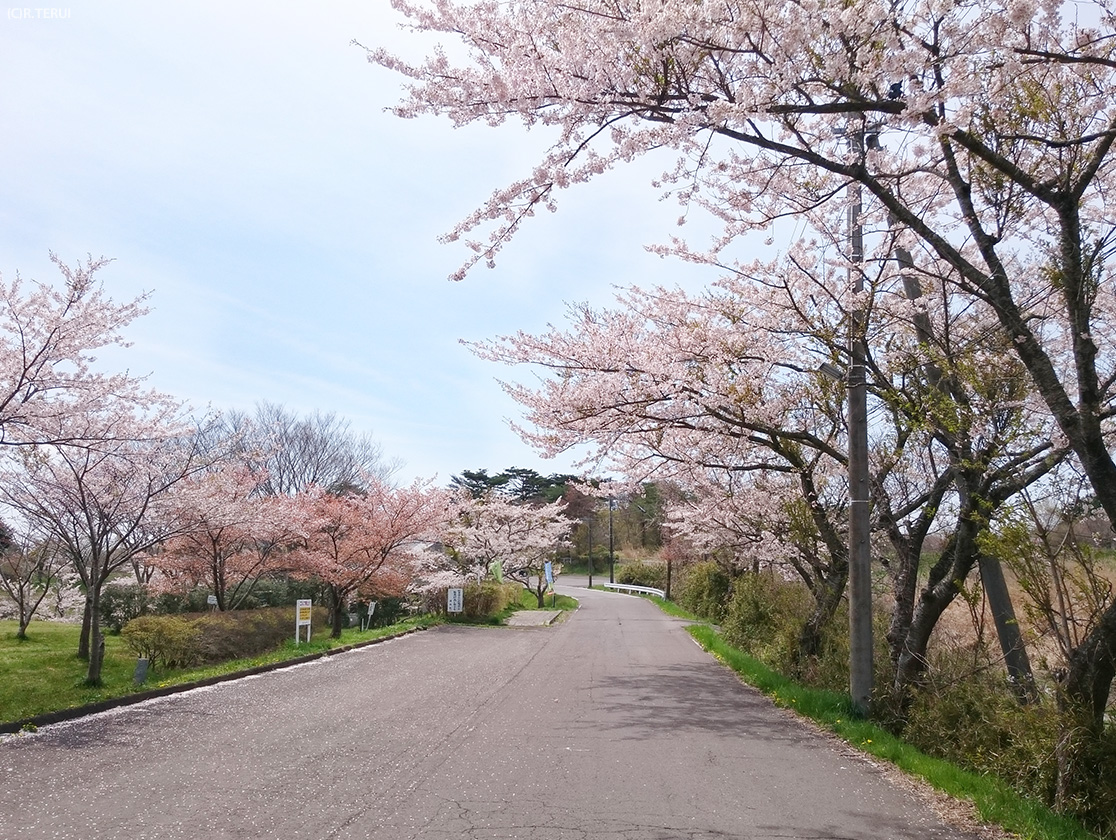 桜並木