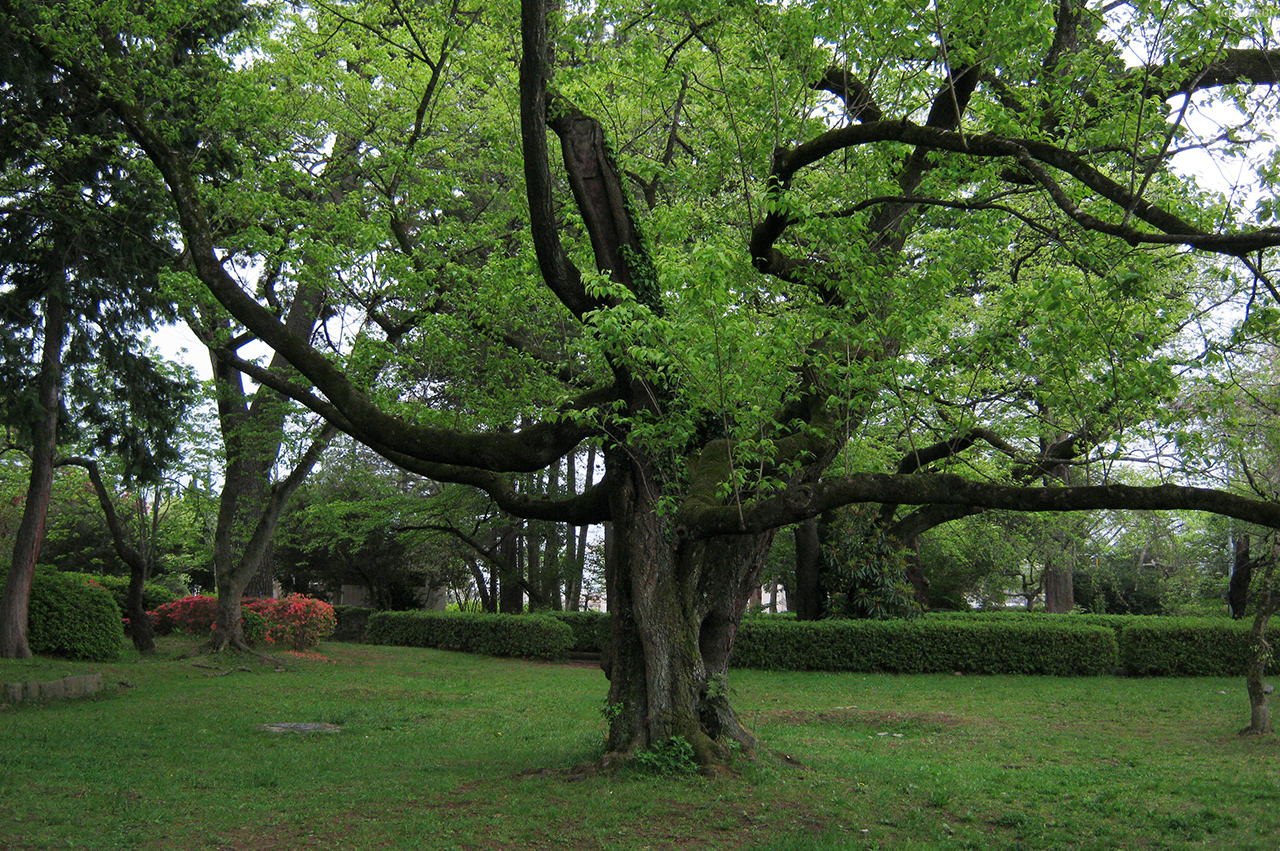 榴岡公園　写真9　葉桜