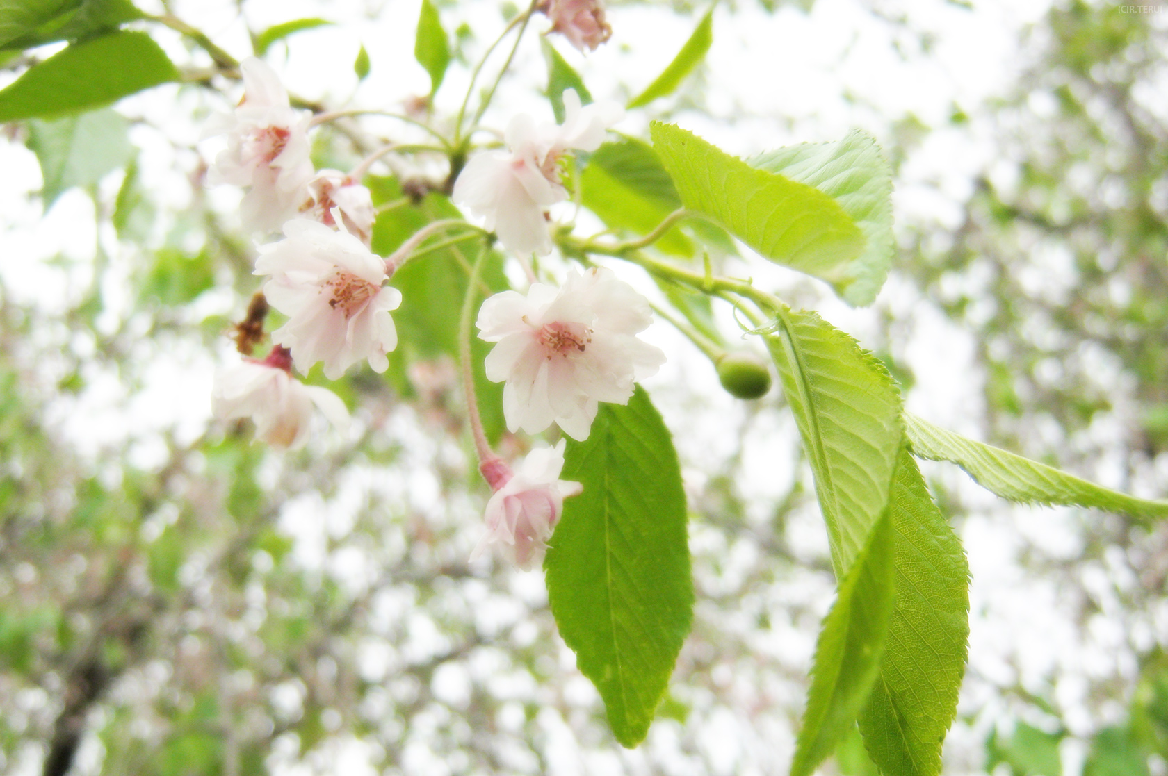 榴岡公園　写真10　枝垂桜