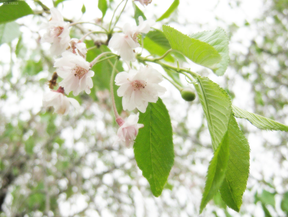 枝垂桜