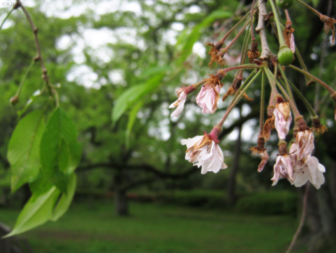 枯れ枝垂桜