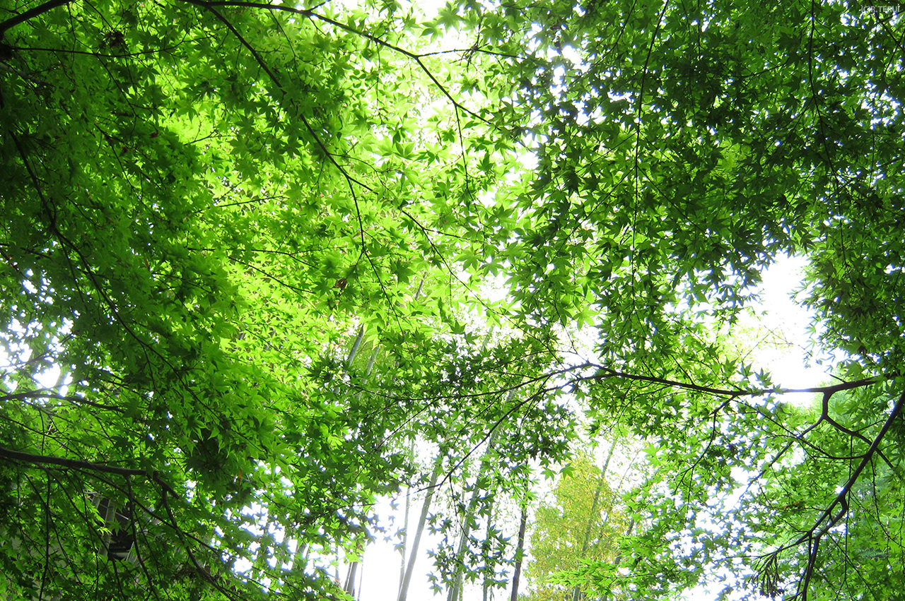瑞鳳殿　写真2　緑のモミジ