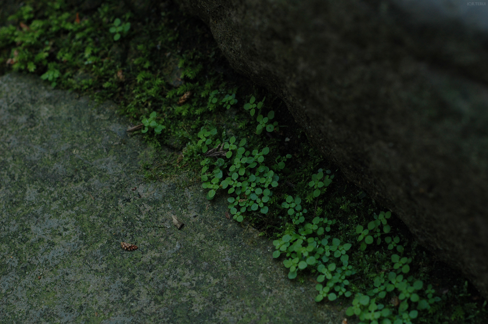 瑞鳳殿　写真12　石段のひっそりと緑