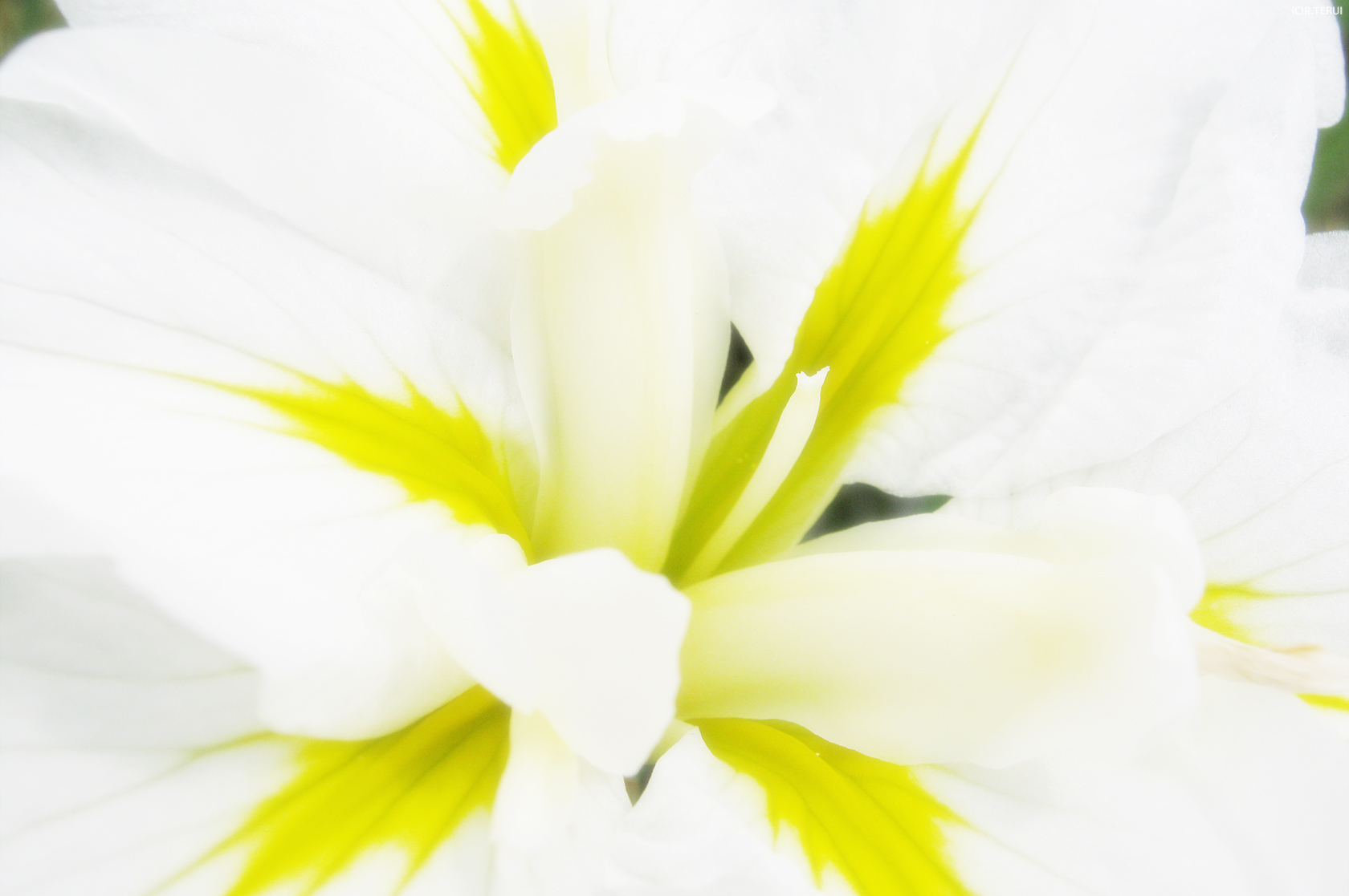 多賀城　写真5　大雪　花菖蒲