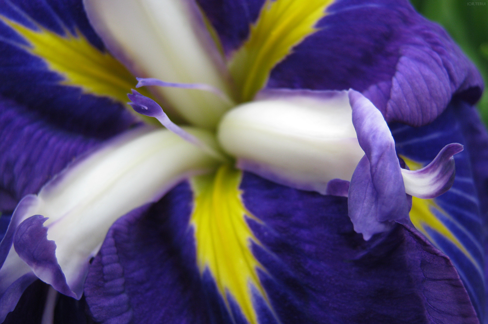 多賀城　写真7　浦霞　花菖蒲