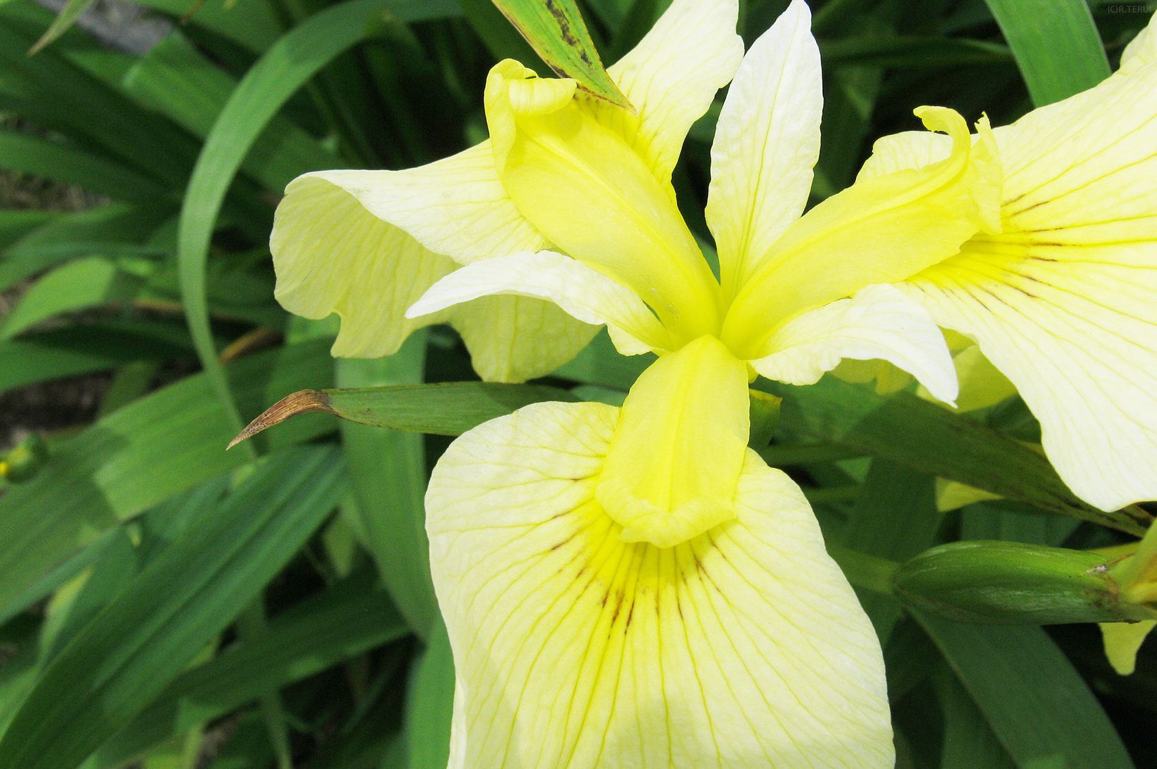 多賀城　写真8　みちのく黄金　花菖蒲