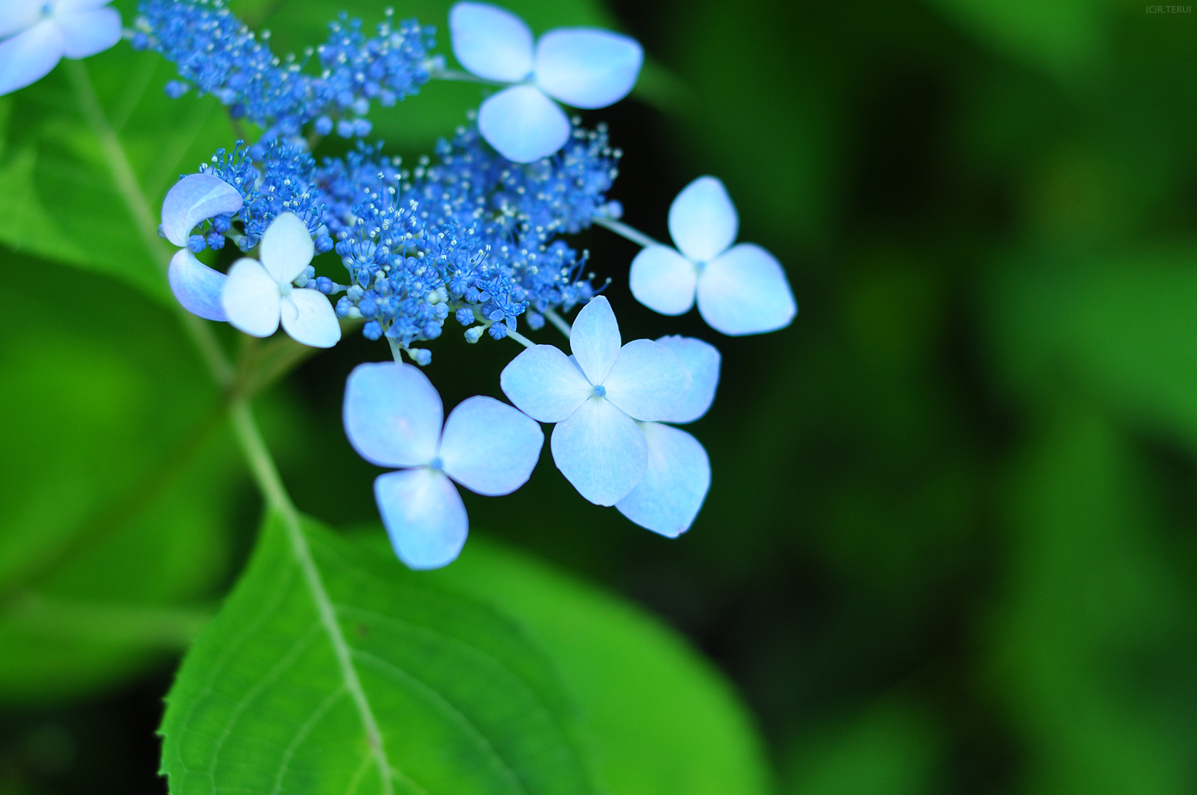 仙台市野草園　写真2　紫陽花