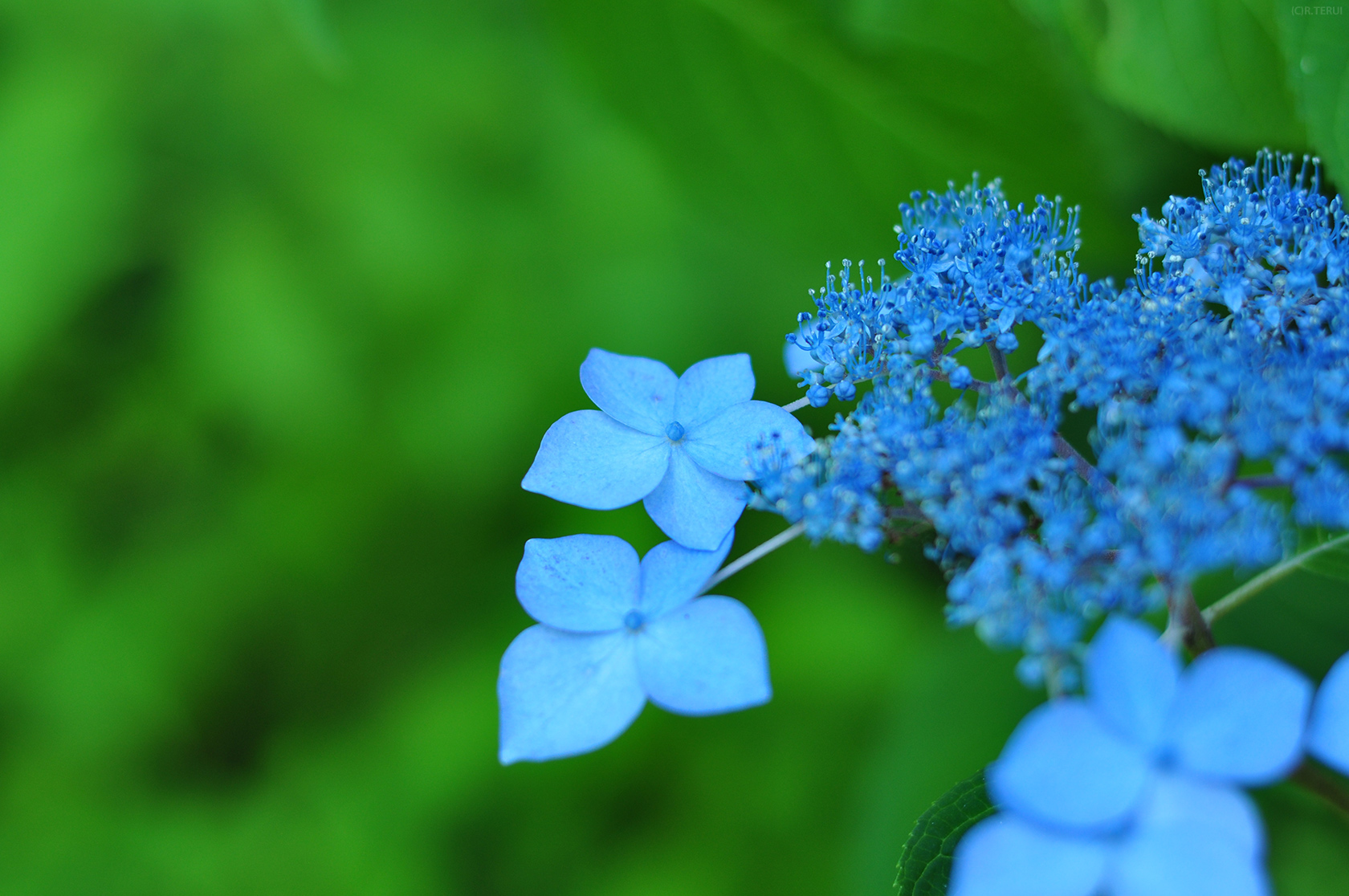 仙台市野草園　写真5　エゾアジサイ