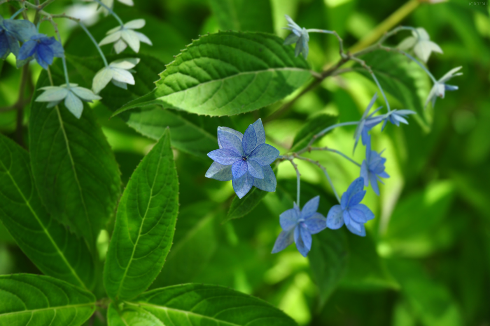 仙台市野草園　写真6　シチダンカ(七段花)