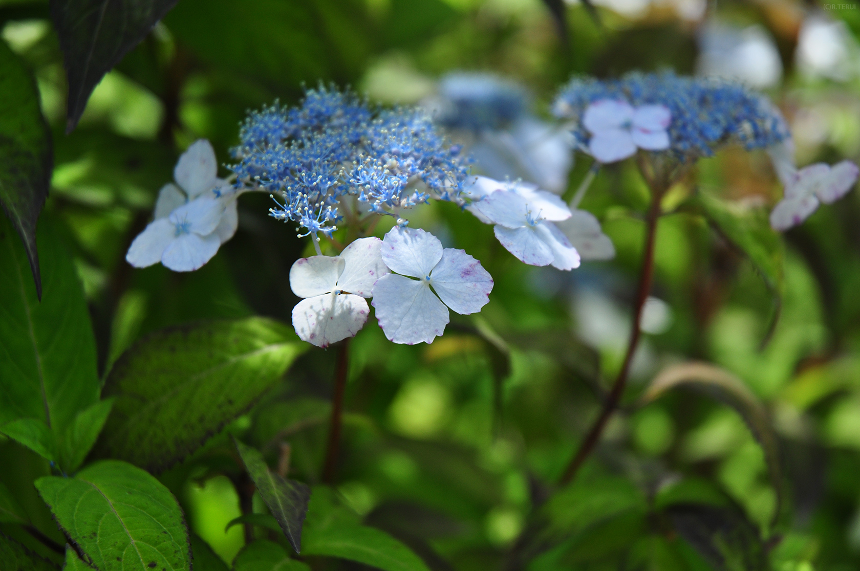 仙台市野草園　写真7　アマチャ(甘茶)