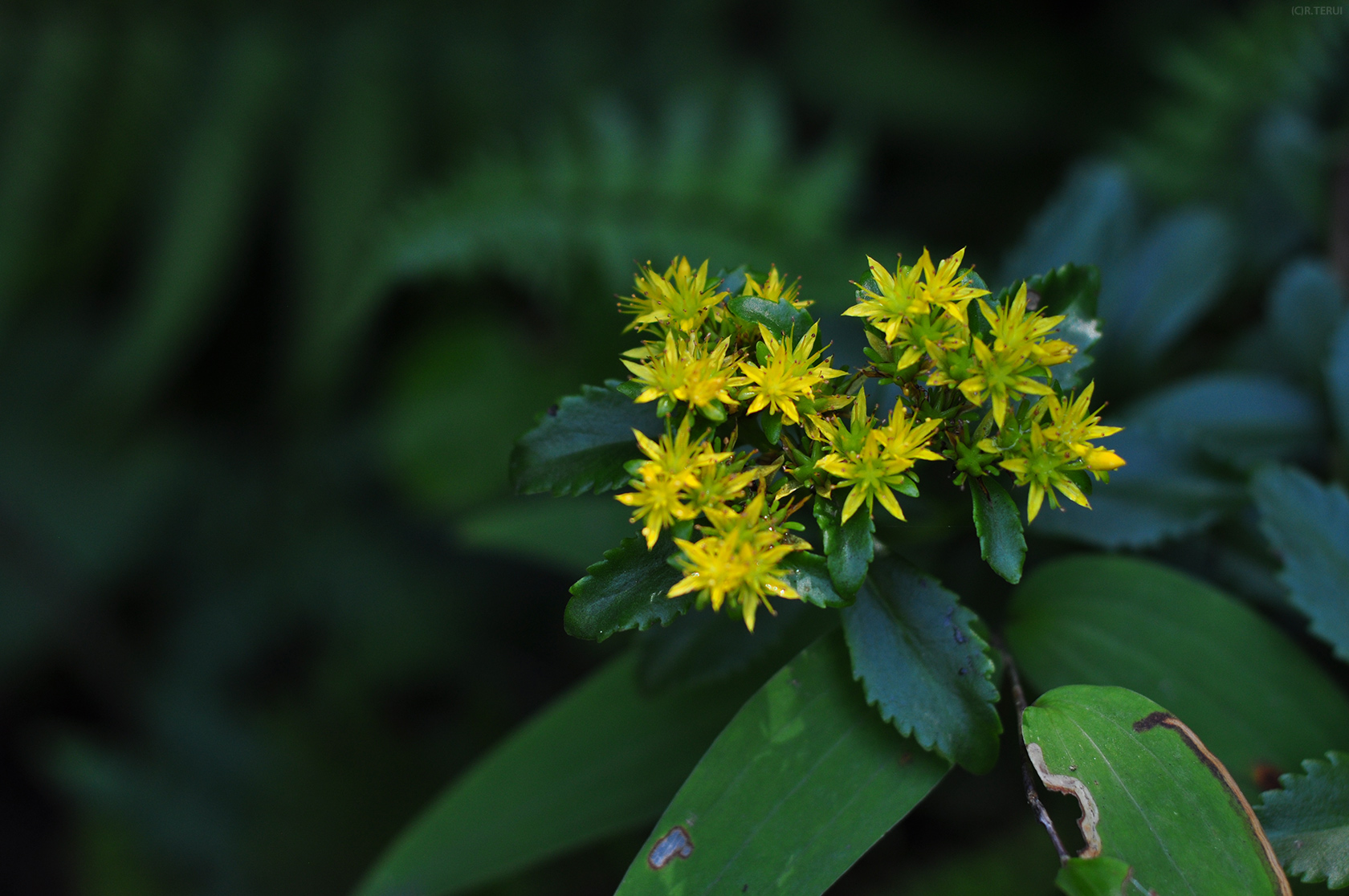 仙台市野草園　写真10　キリンソウ(麒麟草・黄輪草)