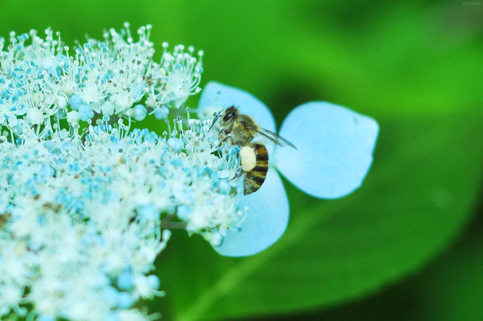 仙台市野草園　写真12　ミツバチとアジサイ