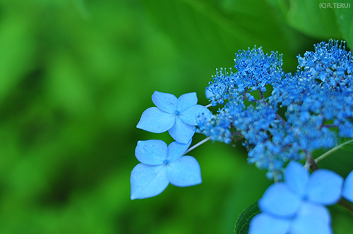 仙台市野草園　写真5