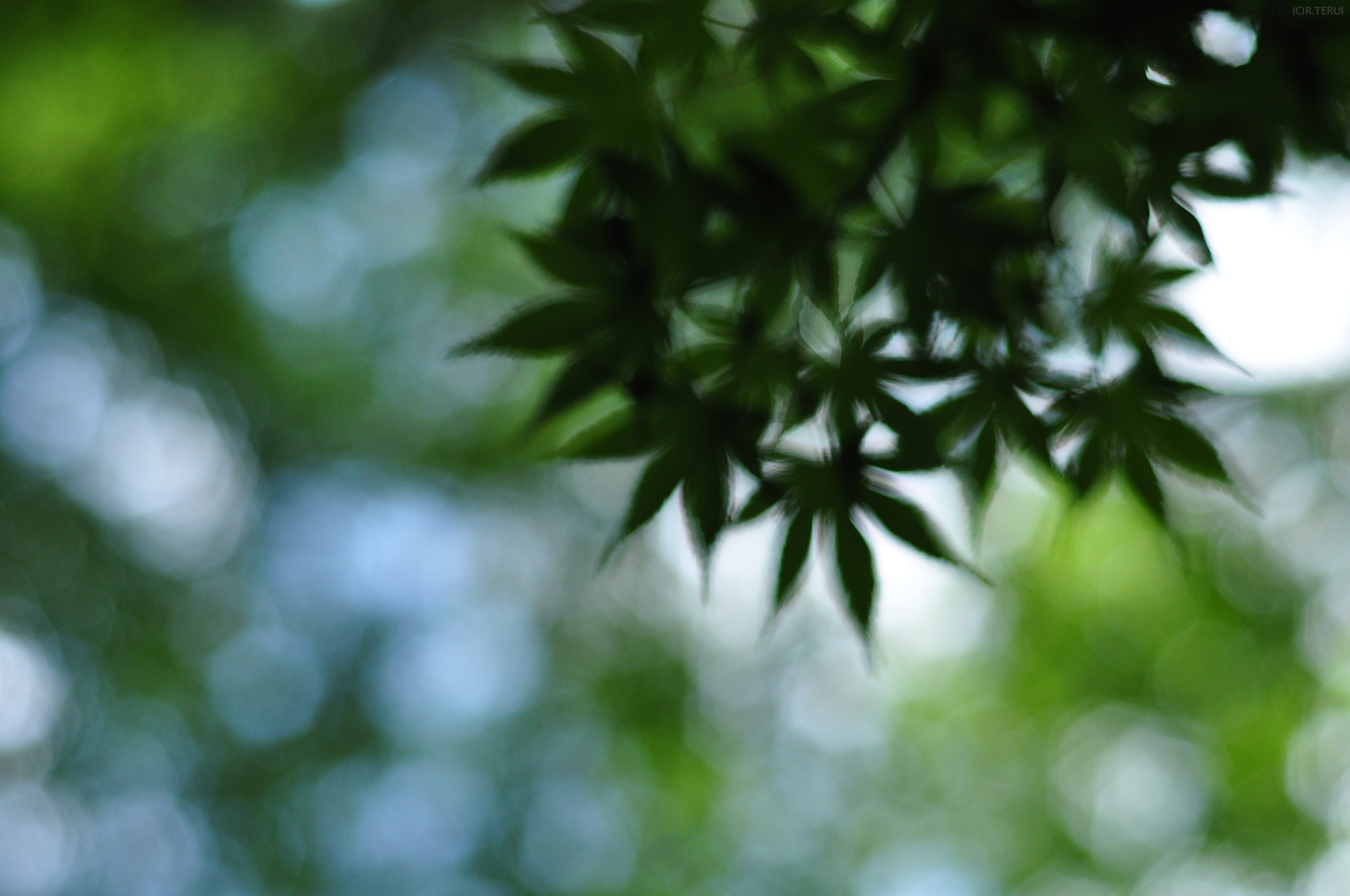 山寺　写真12　もみじ