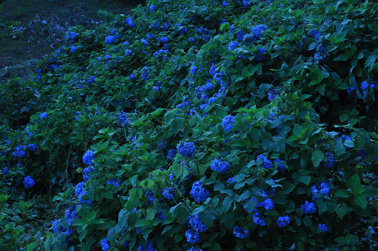 向山公園　写真2　紫陽花