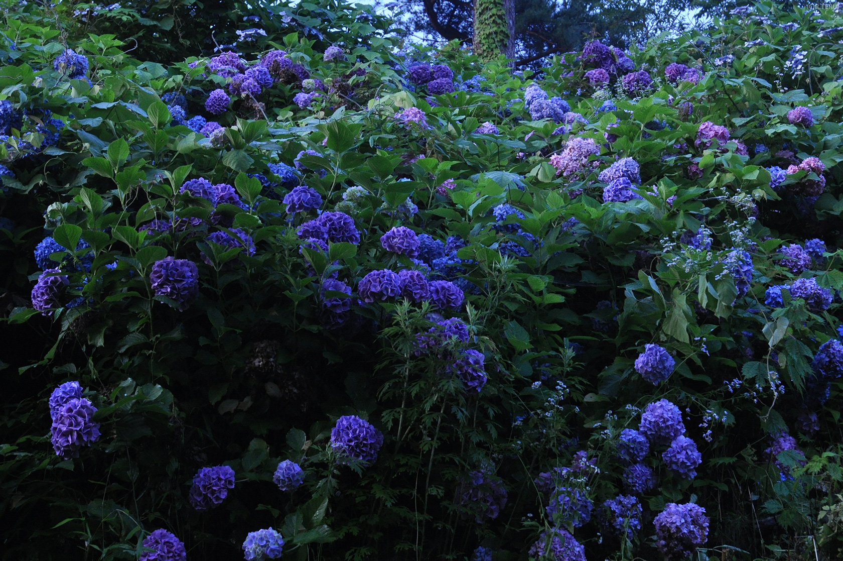 向山公園　写真8　アジサイ　藍と紫