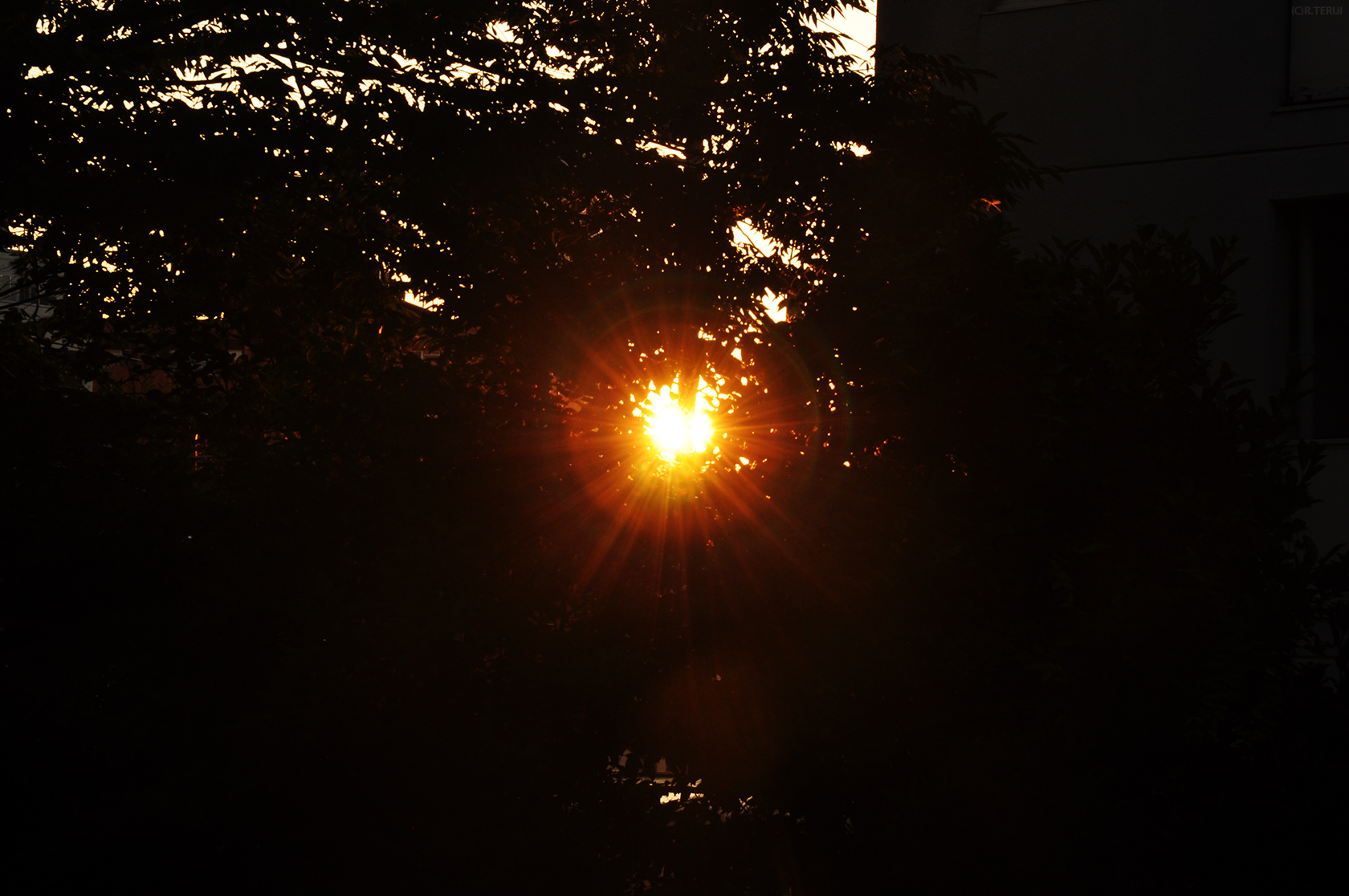 向山公園　写真12　朝陽　陽光