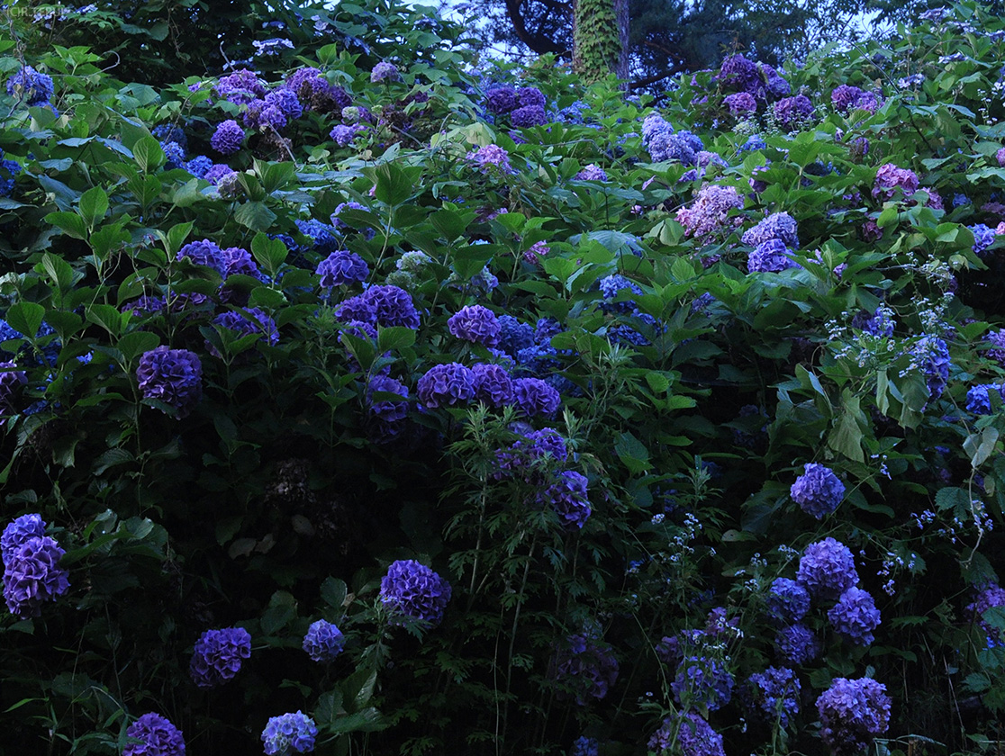 アジサイ　藍と紫の群生
