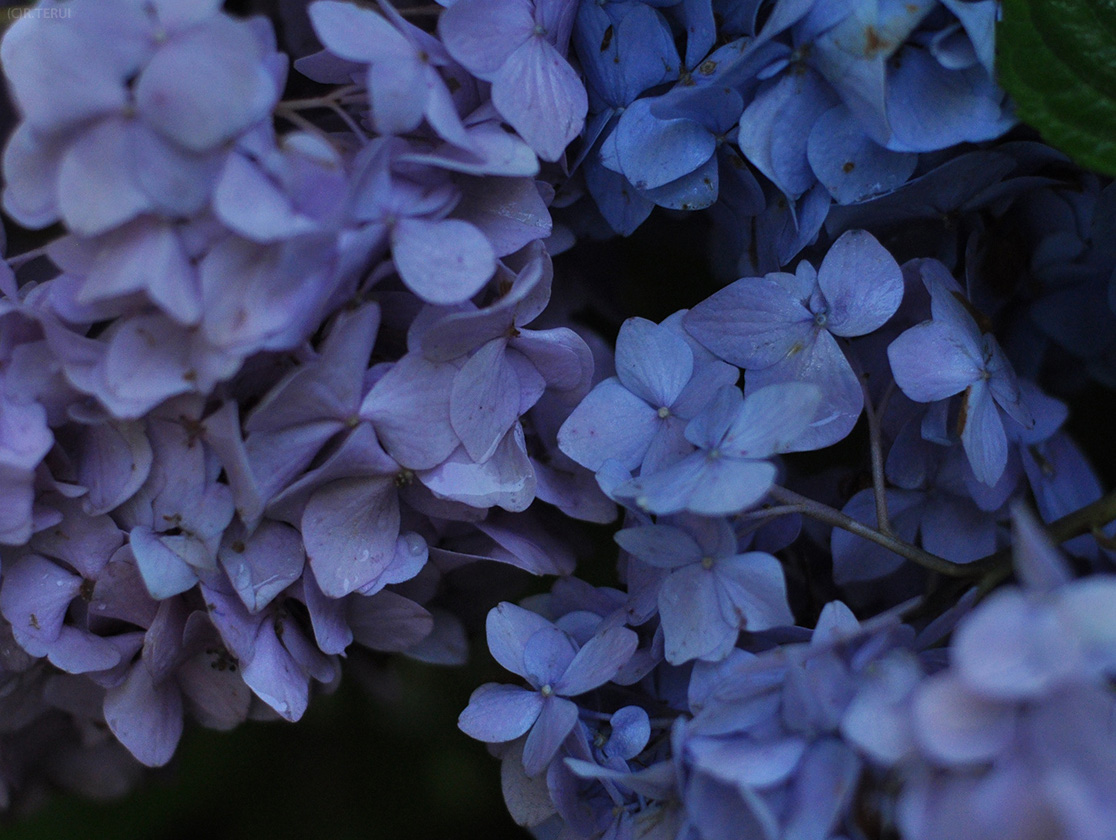 アジサイ　淡い藍と紫