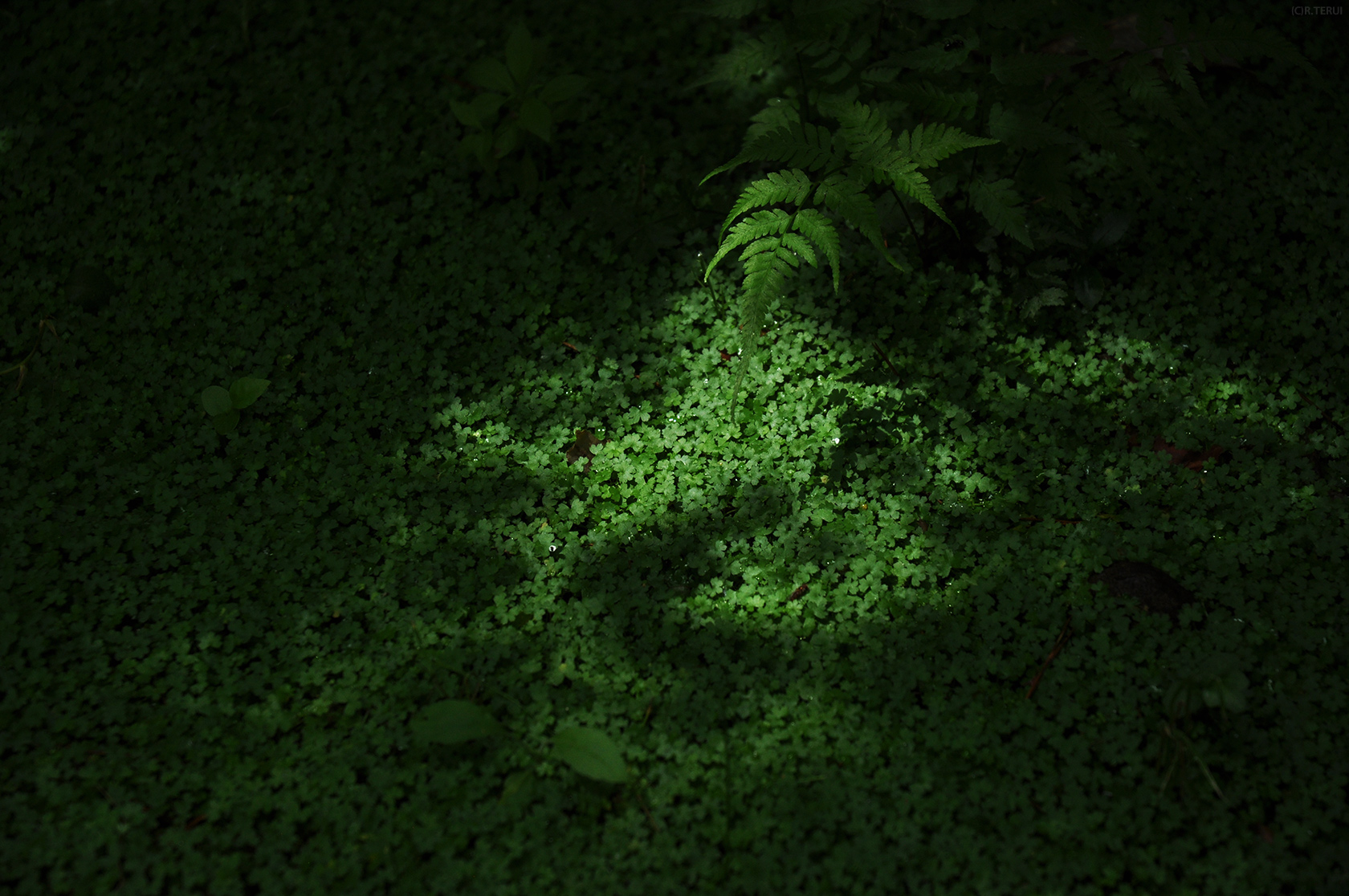 輪王寺　写真6　陽光　緑