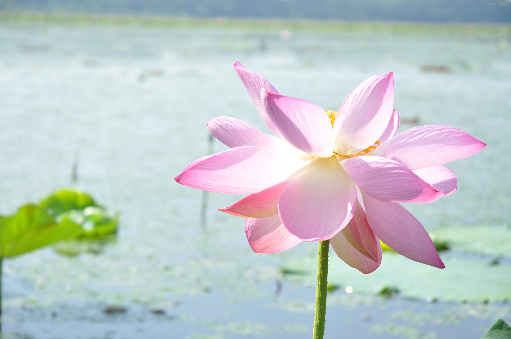 伊豆沼　写真2　光に舞う蓮の花