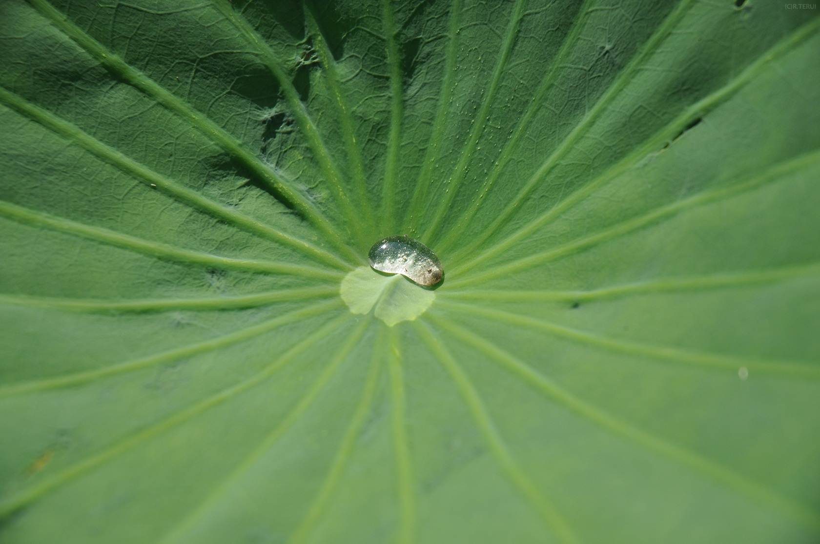 伊豆沼　写真5　蓮　葉