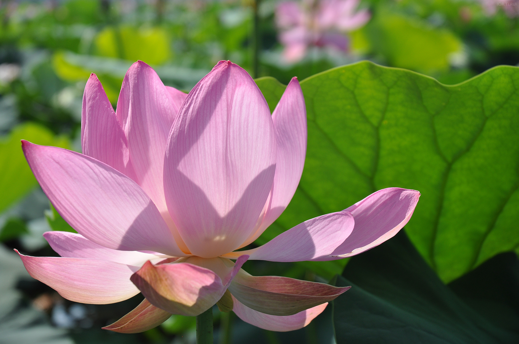 伊豆沼　写真7　蓮　花