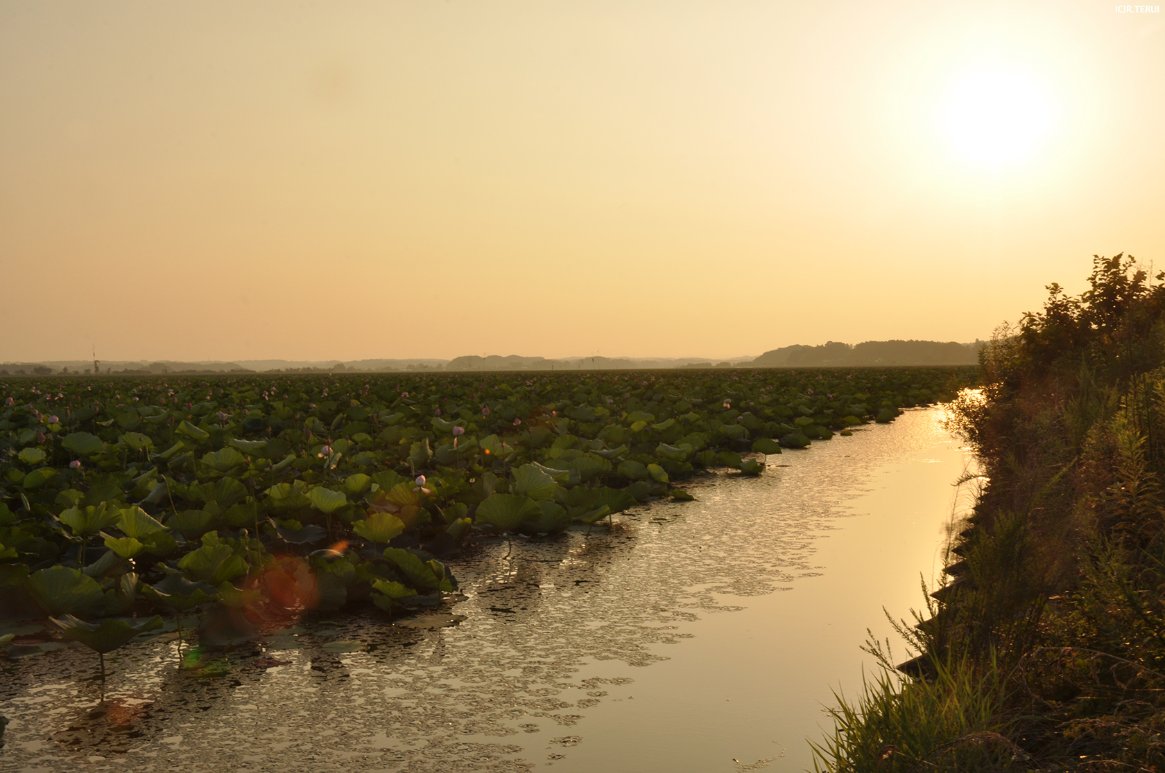 伊豆沼　写真8　夕陽と蓮