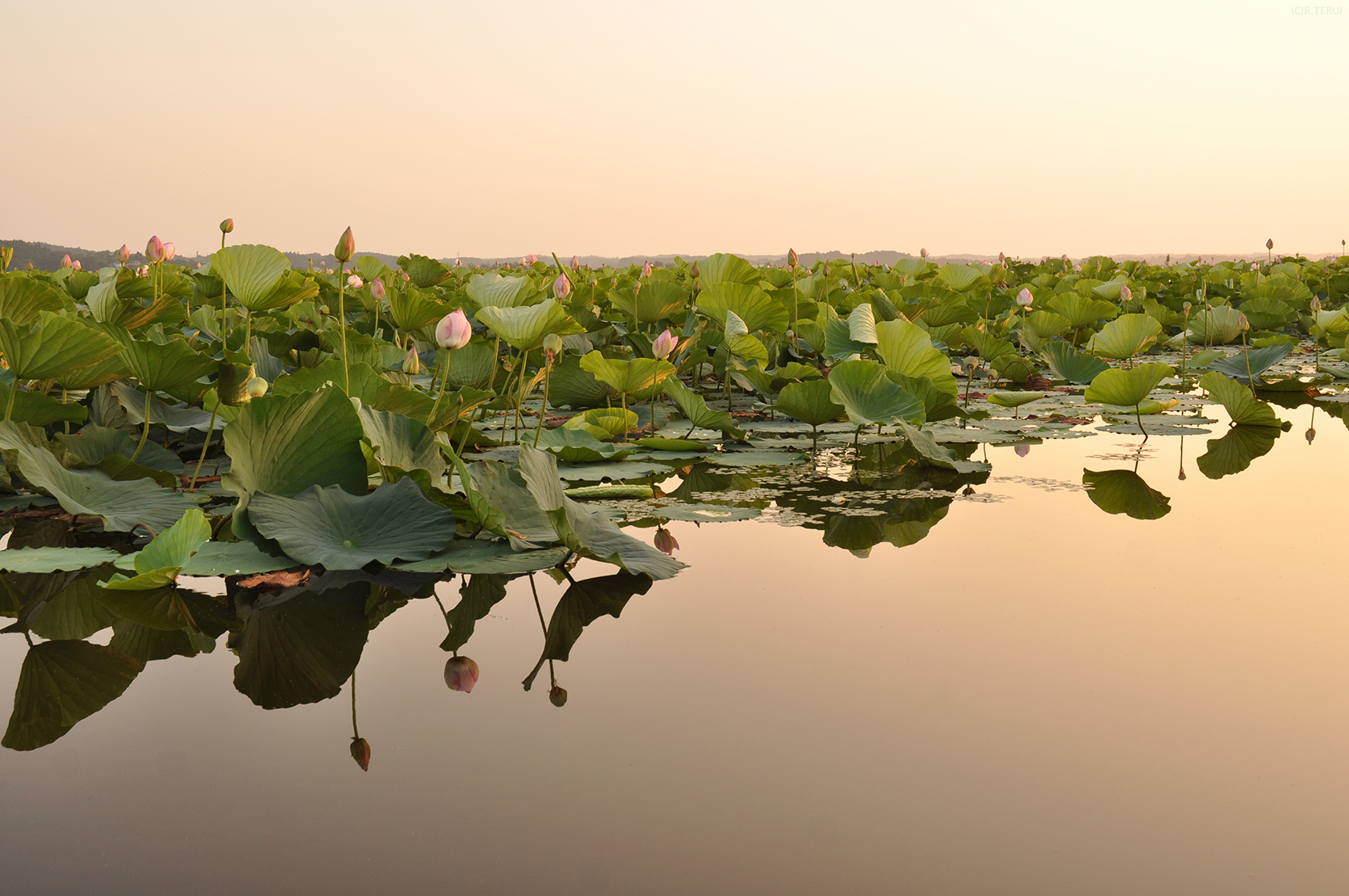 伊豆沼　写真9　夕暮れ　蓮