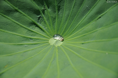 伊豆沼　写真5