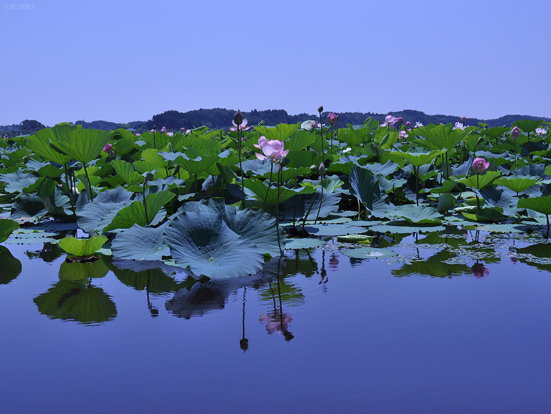 蓮 静かな水面