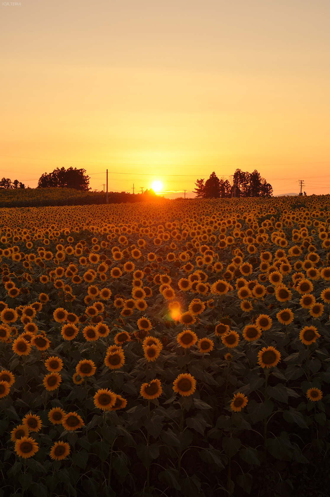 ひまわりの丘の夕暮れ