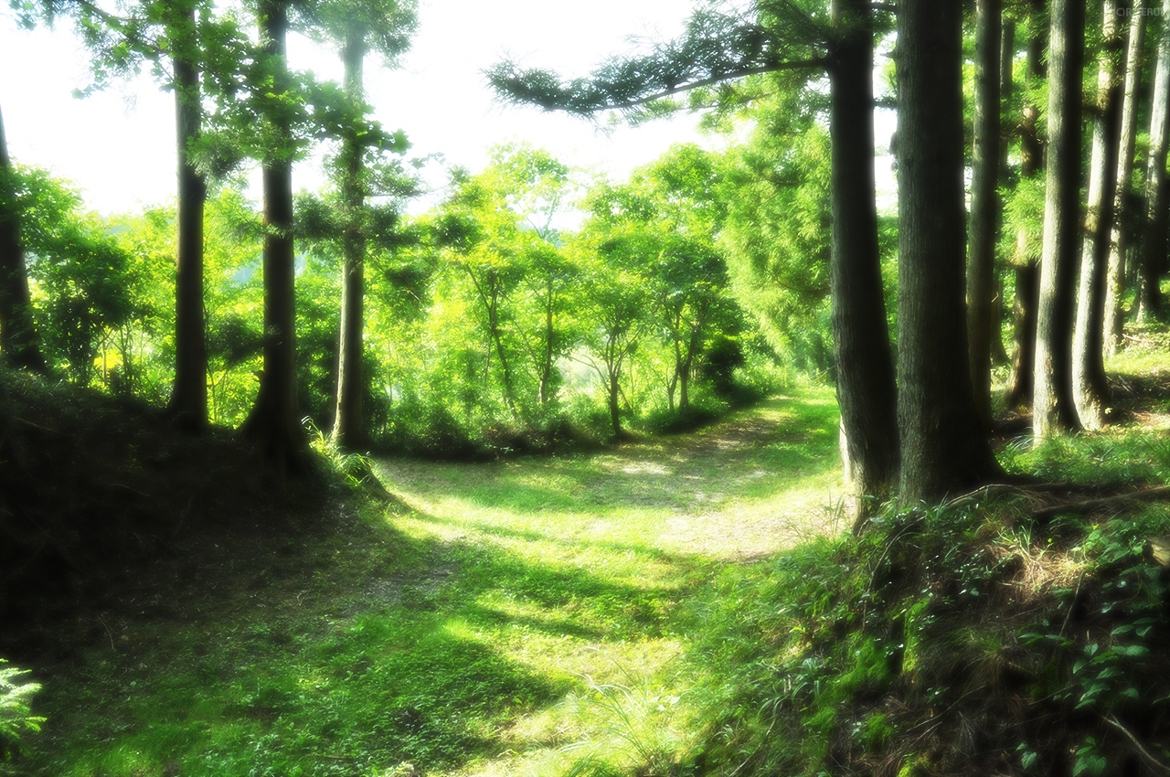 大亀山　写真7　自然遊歩道