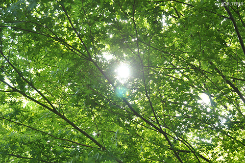 木々の間から太陽