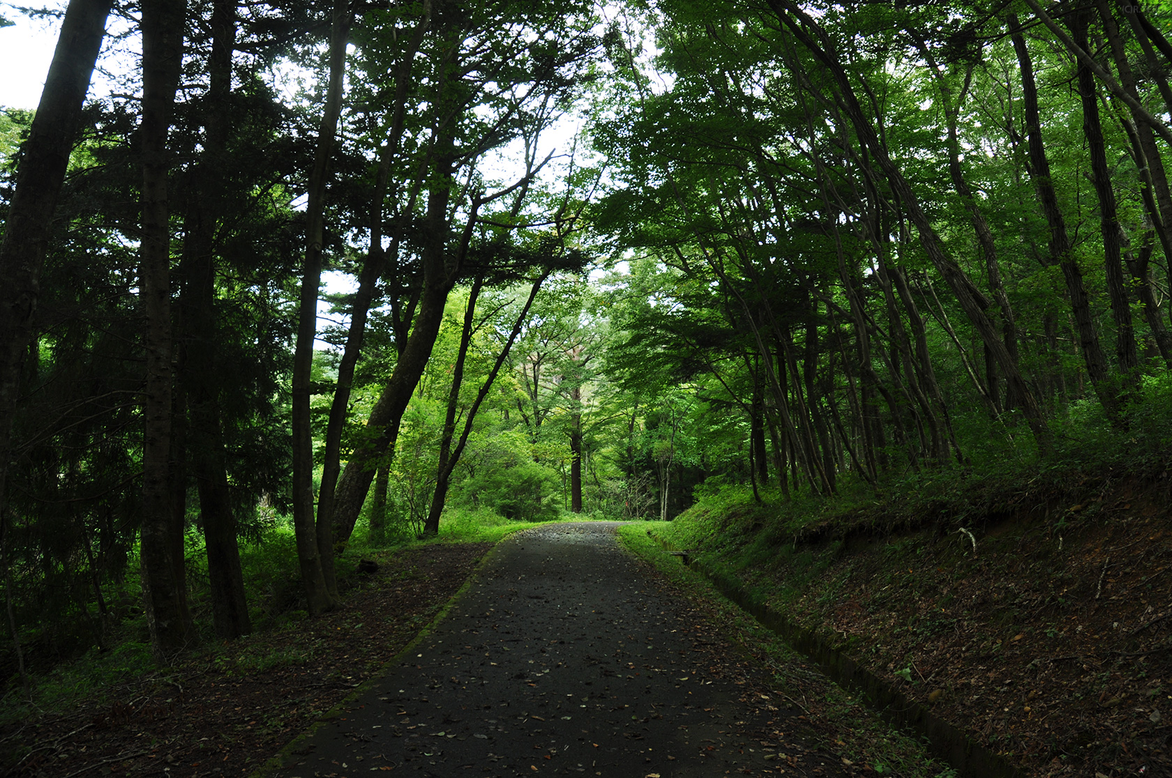 治山の森　写真1　八木山南口