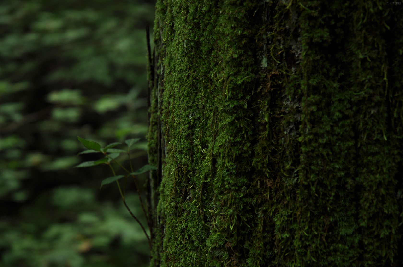 治山の森　写真2　苔生した木