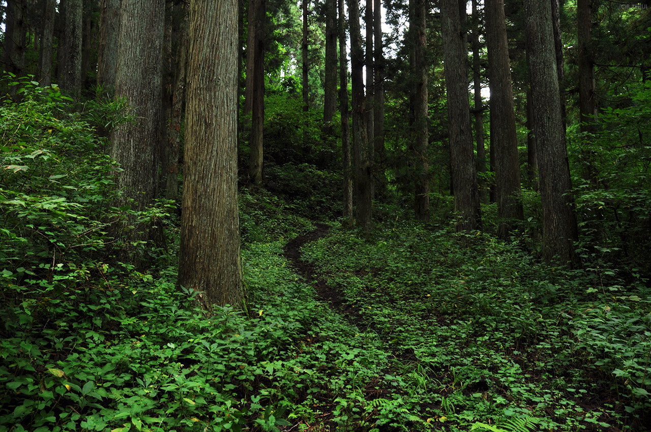 治山の森　写真3　遊歩道　展望線