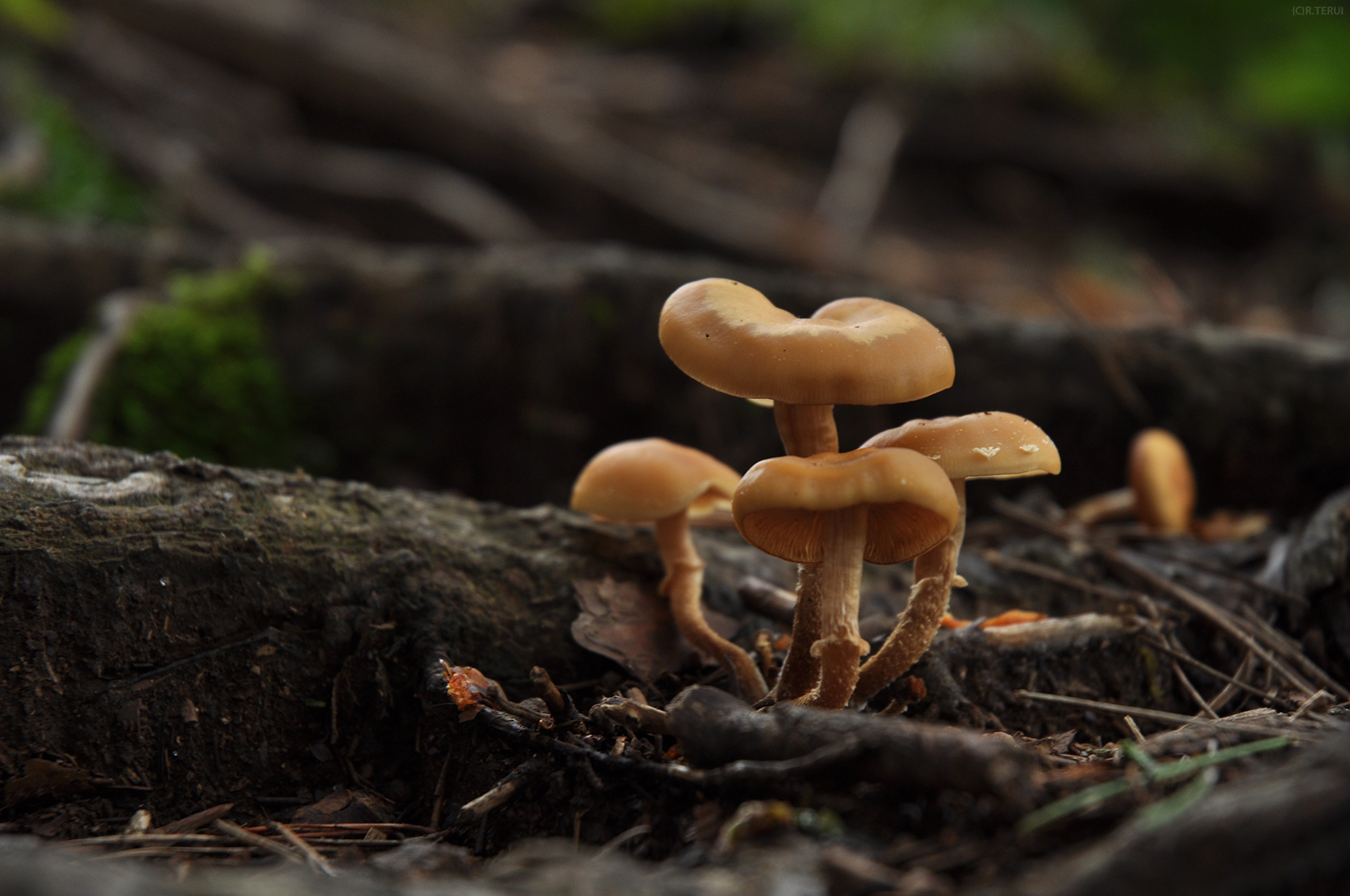 治山の森　写真6　キノコ