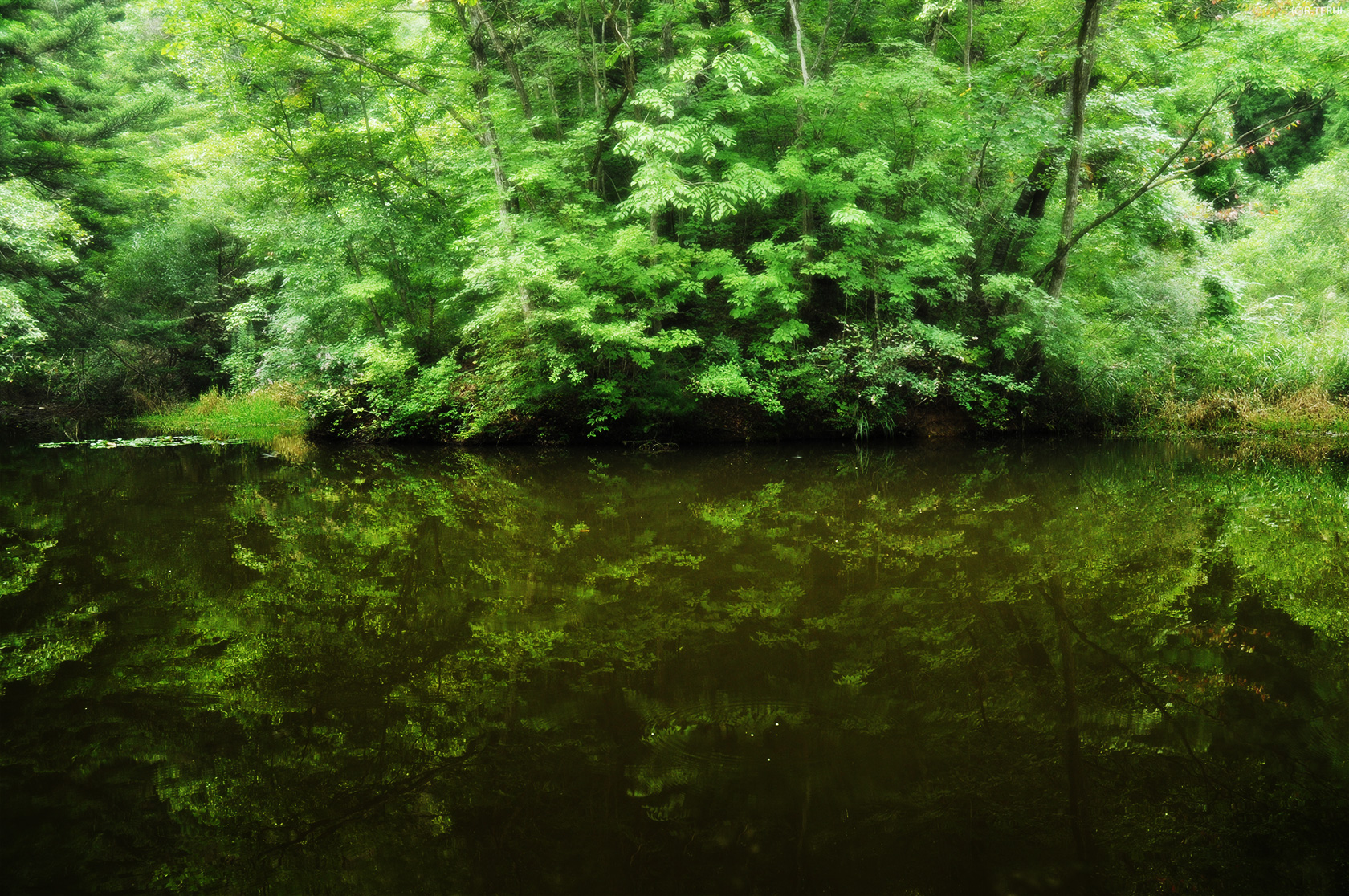 治山の森　写真8　沼