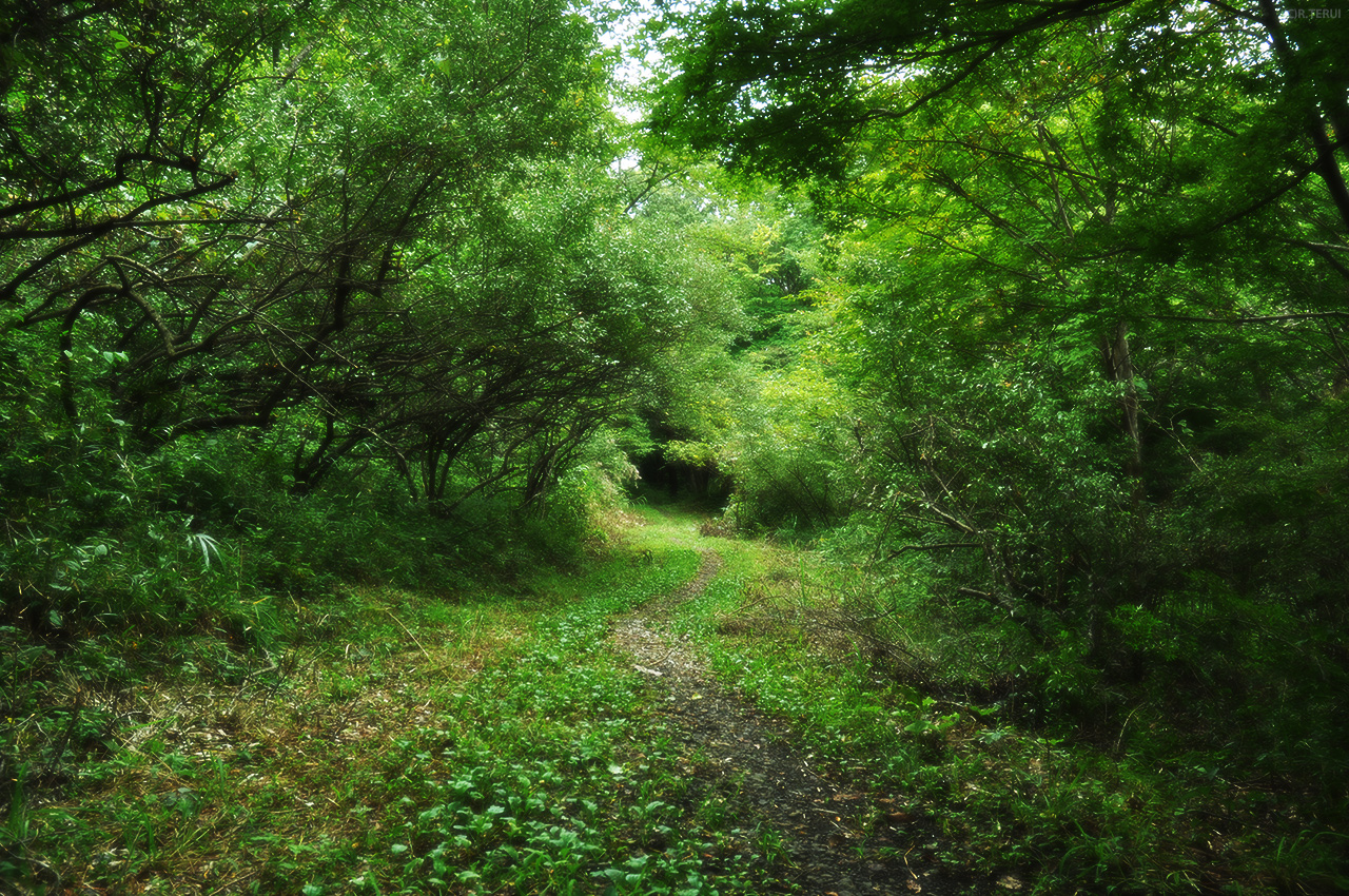 治山の森　写真9　遊歩道　マンサク線