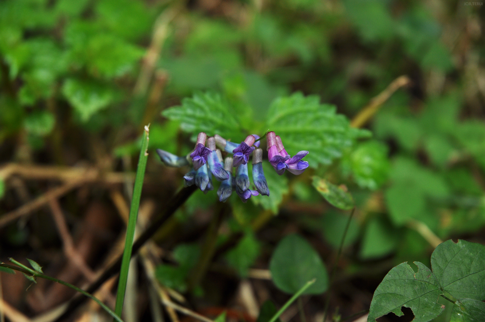 治山の森　写真10　花　藍　紫