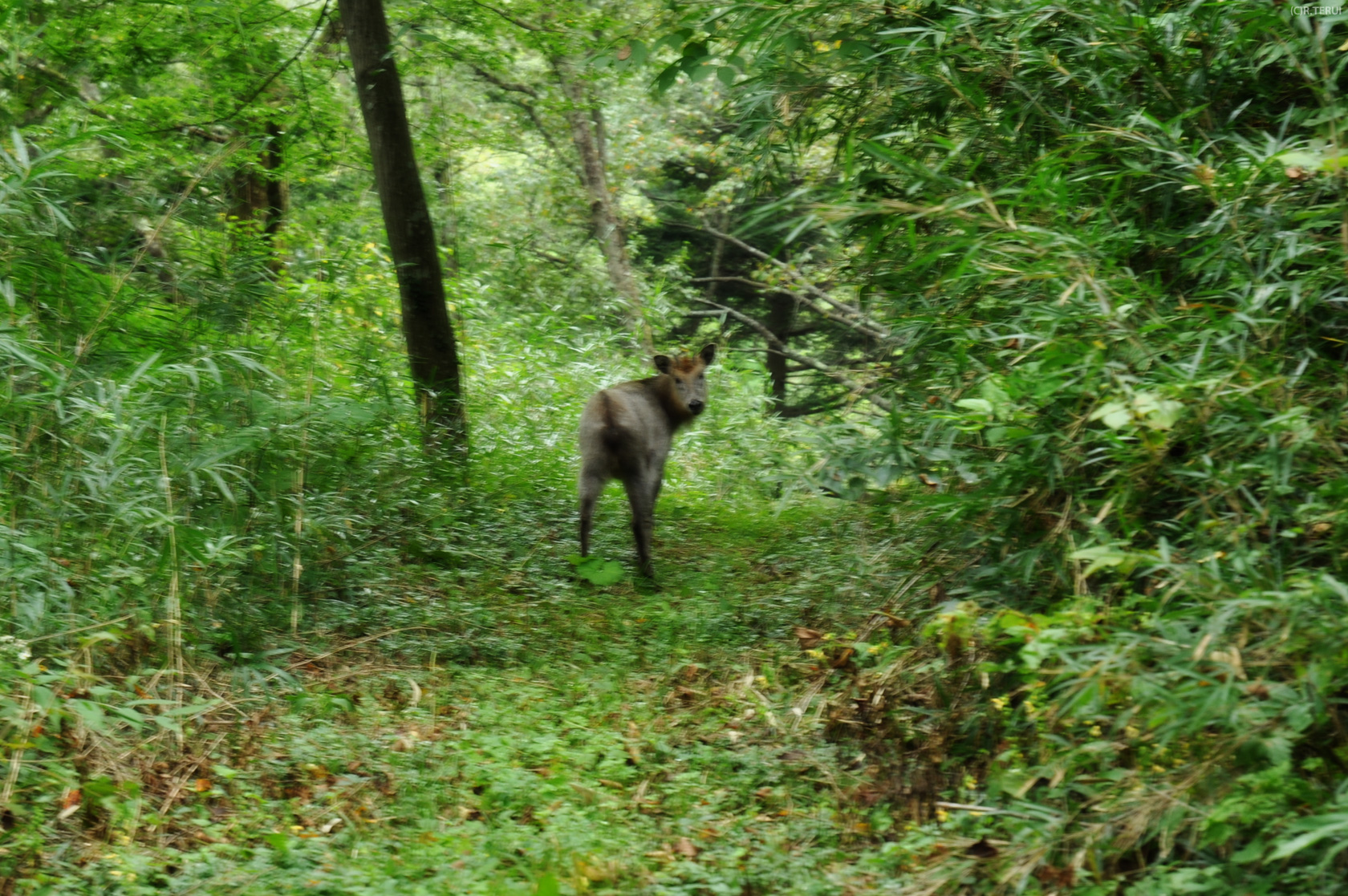 治山の森　写真11　カモシカ