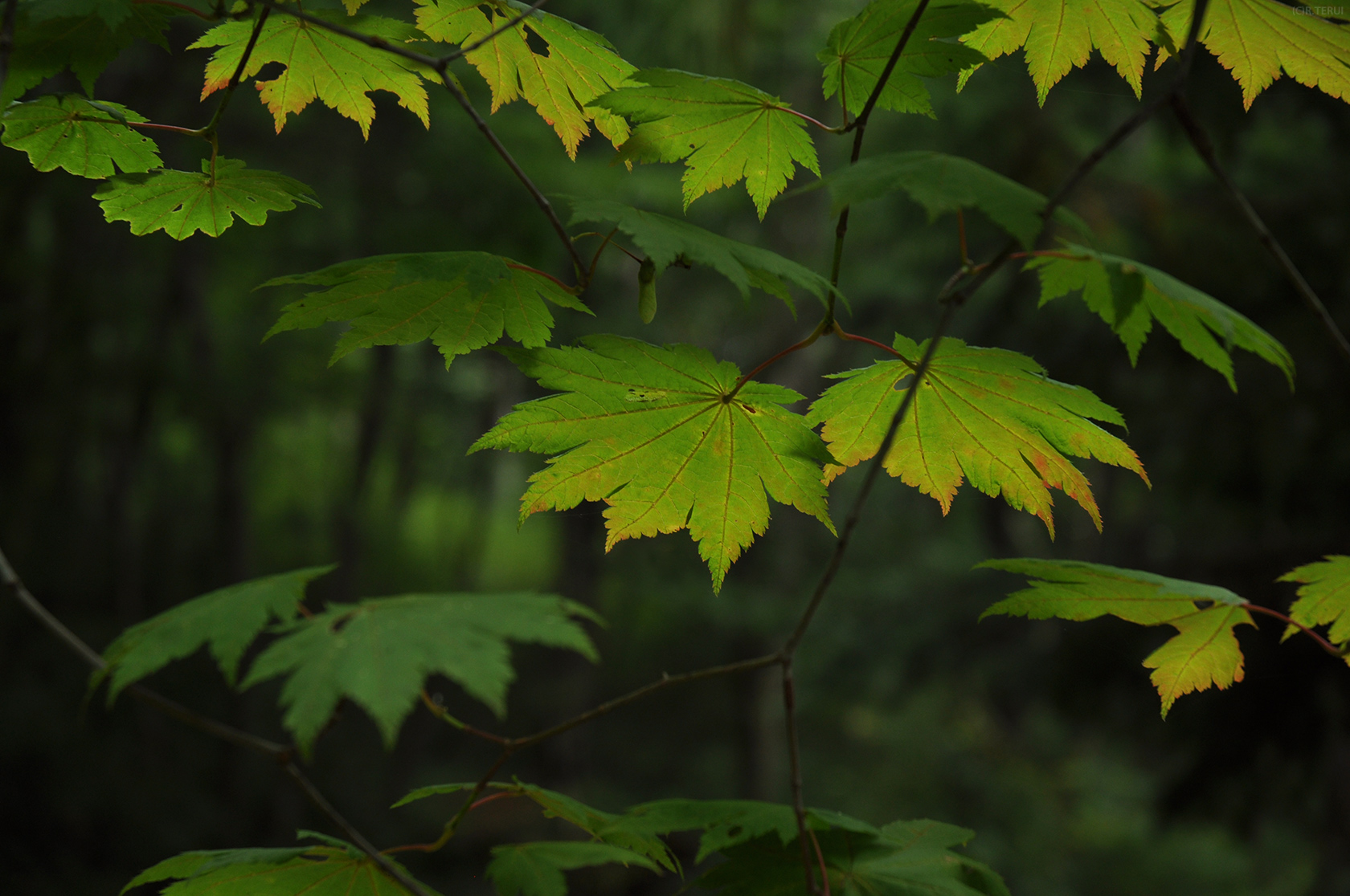 治山の森　写真12　色付いた葉
