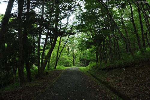 八木山南口の道路