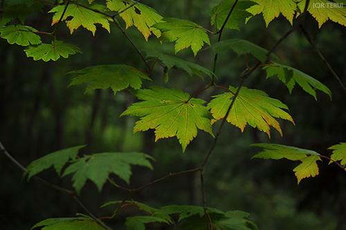 治山の森　写真12