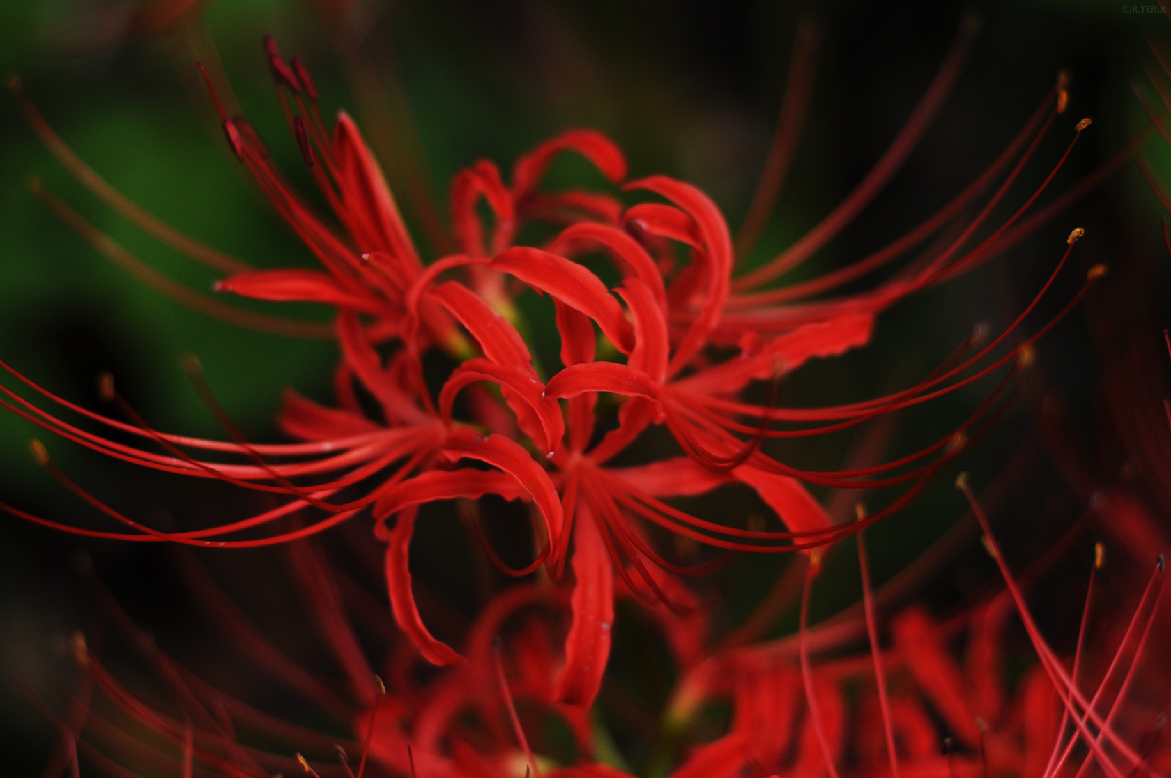 羽黒山公園　写真2　曼珠沙華　死人花