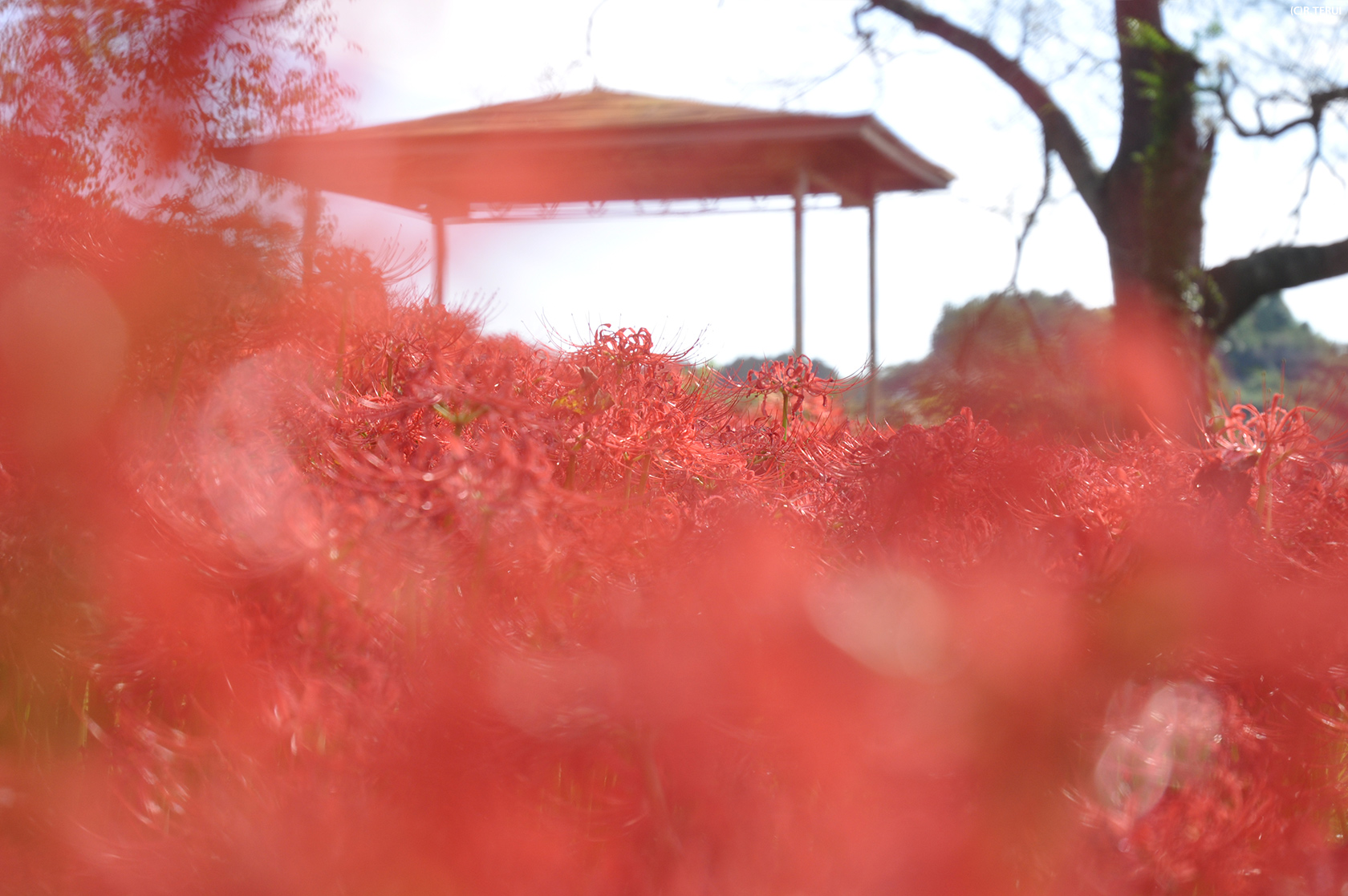 羽黒山公園　写真3　彼岸花　東屋